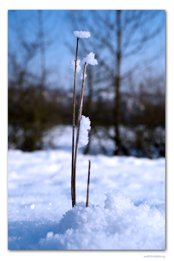 Eisblümchen