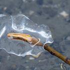 Eisblümchen am See