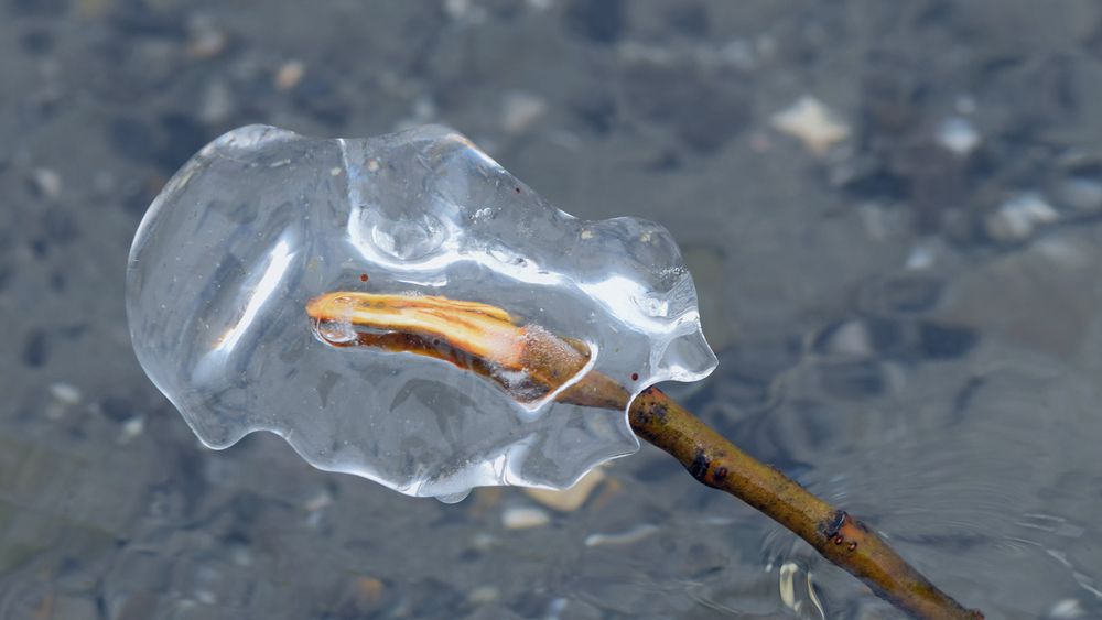 Eisblümchen am See