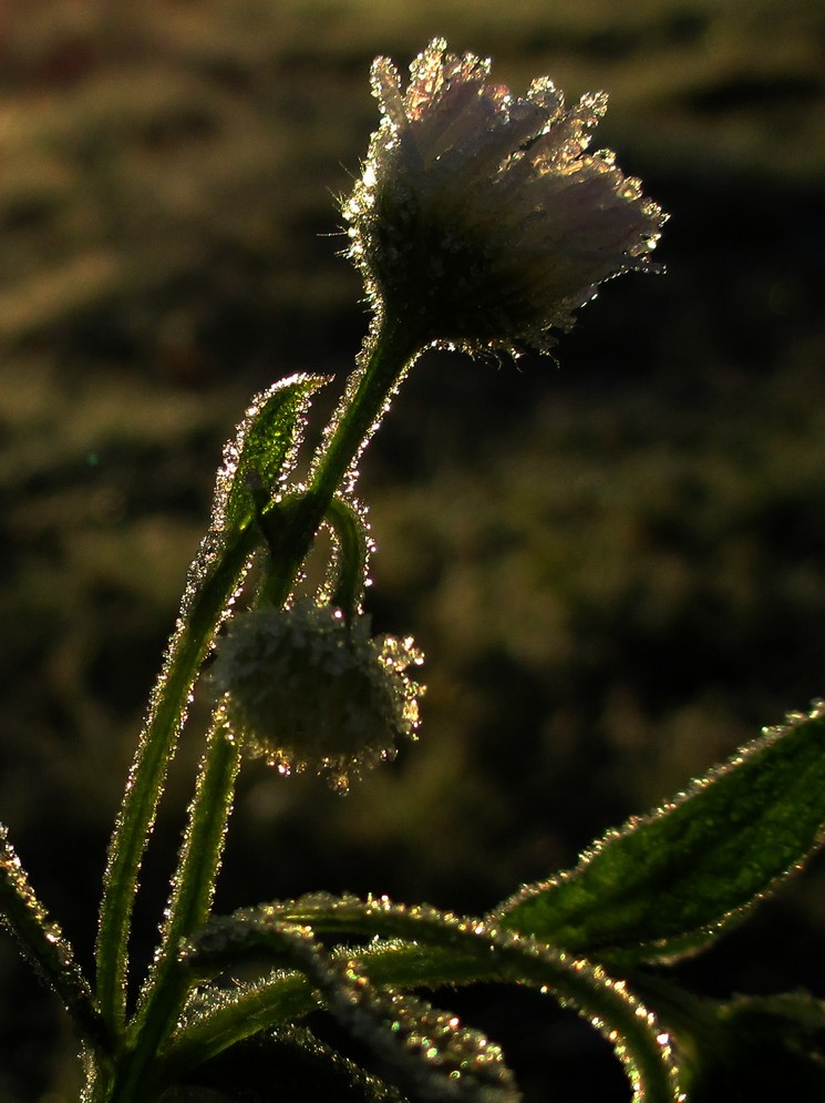 "Eisblümchen", der erste richtige Frost 2