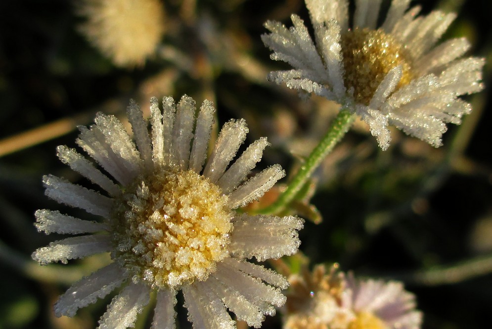 "Eisblümchen", der erste richtige Frost 3