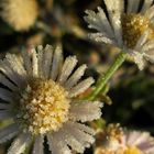 "Eisblümchen", der erste richtige Frost 3