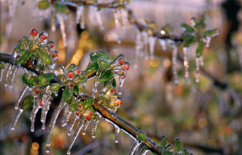 Eisblüte