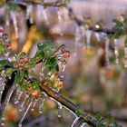 Eisblüte