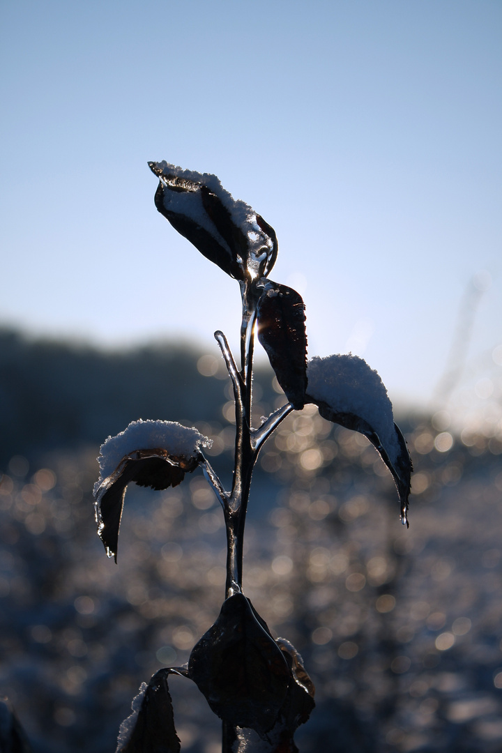 eisblüte