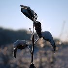 eisblüte