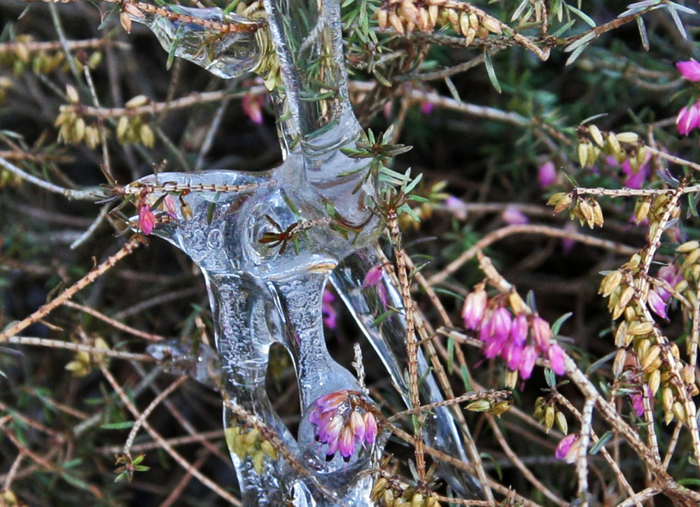 Eisblüte