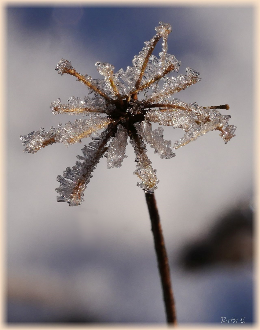 Eisblüte