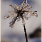 Eisblüte