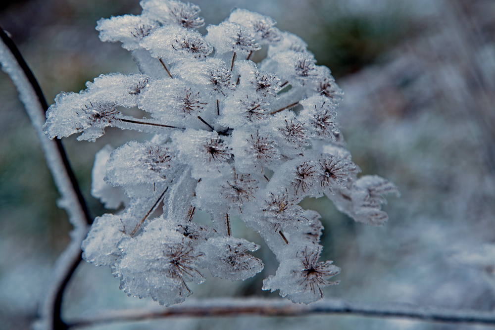 Eisblüte