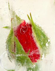 Eisblüte