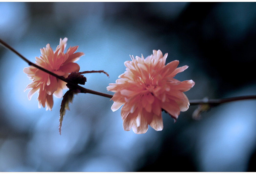 Eisblüte