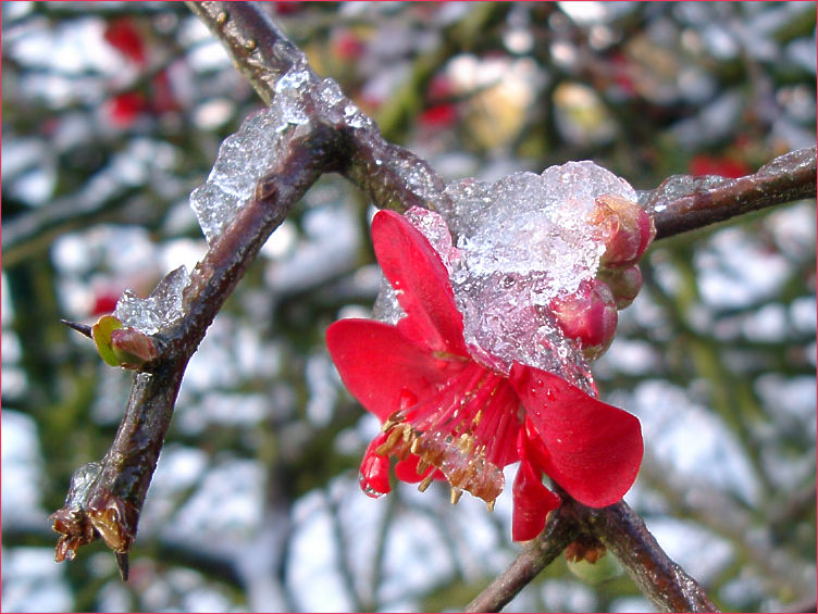 Eisblüte