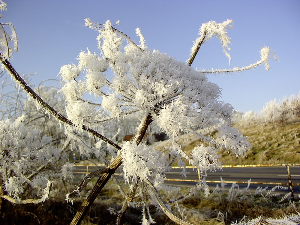 Eisblüte