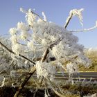 Eisblüte