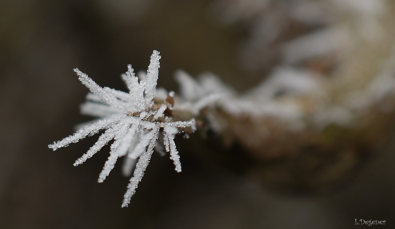 Eisblüte