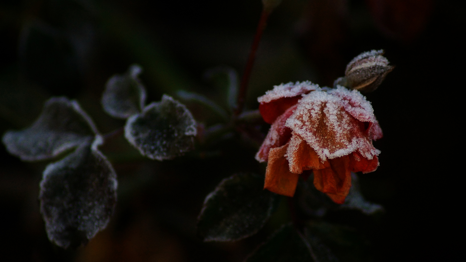 Eisblüte