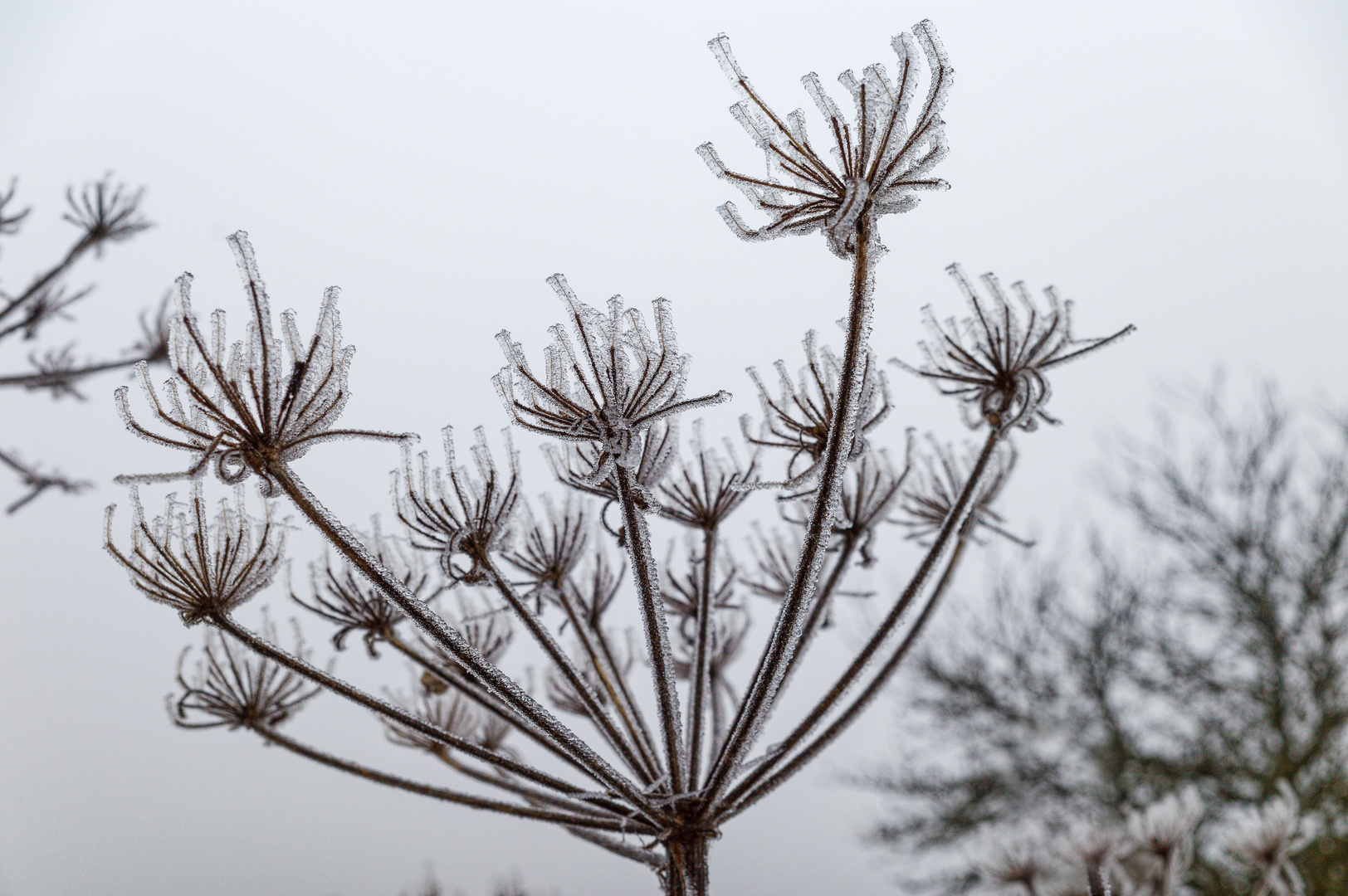 Eisblüte