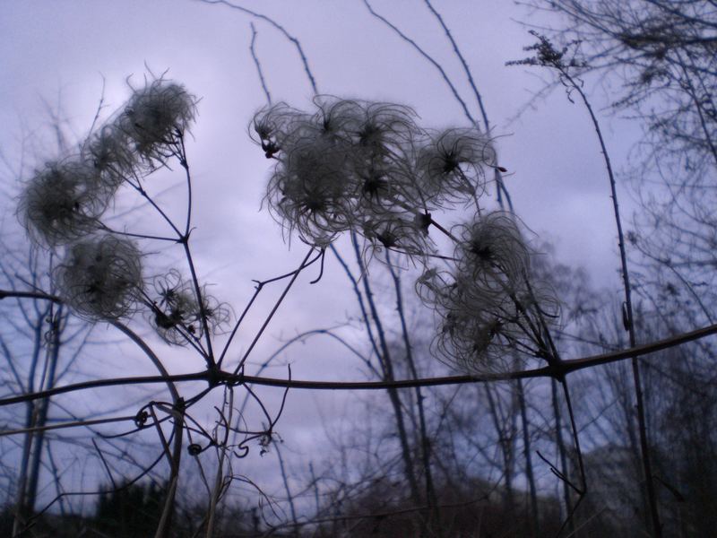 Eisblüte