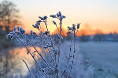 Eisblüten...