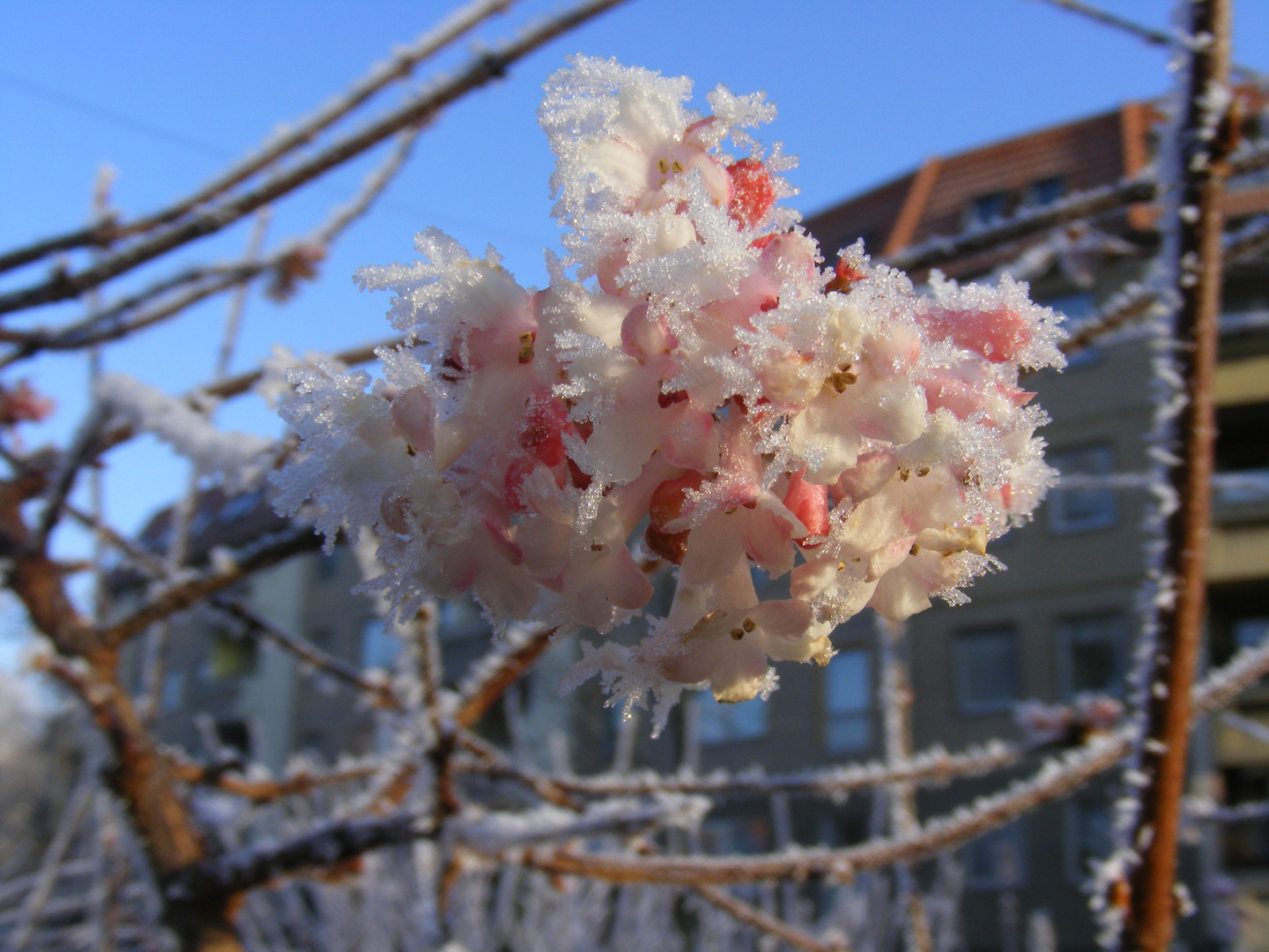 Eisblüten