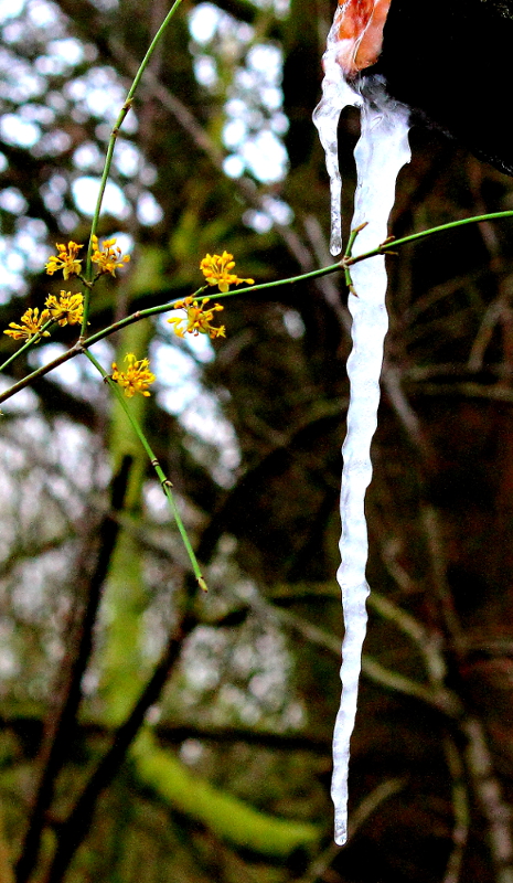 Eisblüten