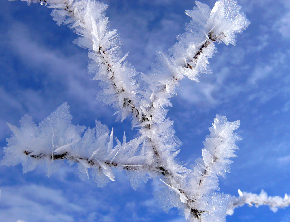 Eisblüten