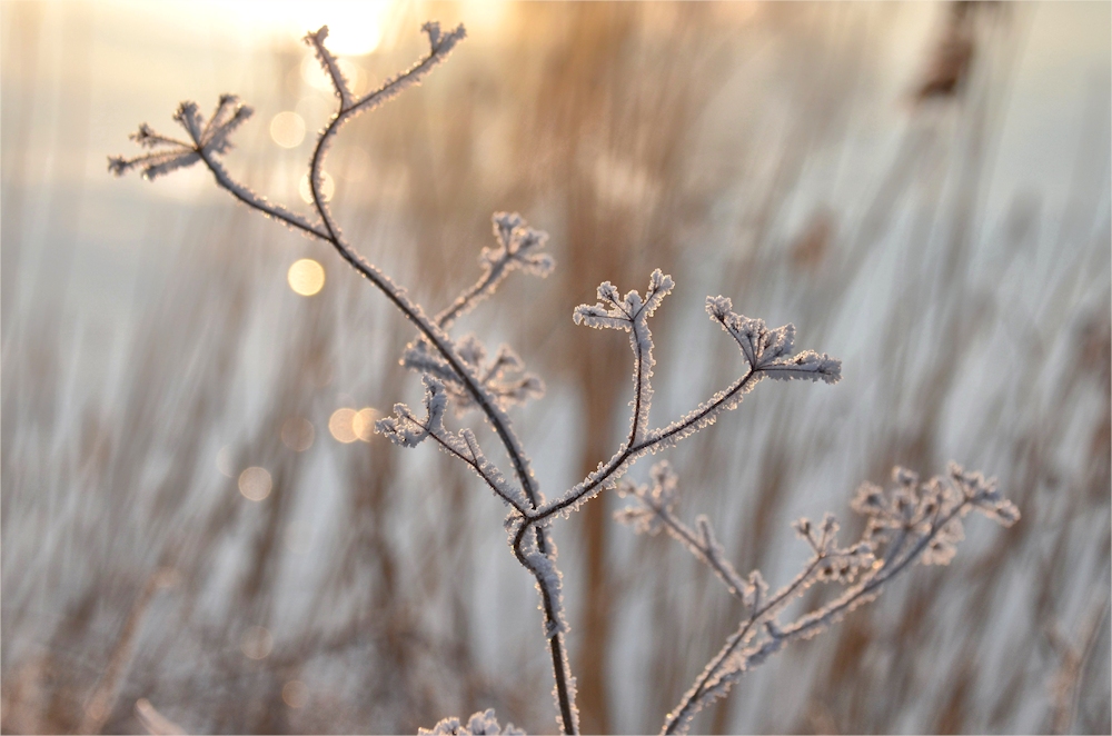 Eisblüten.....