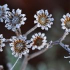 Eisblüten