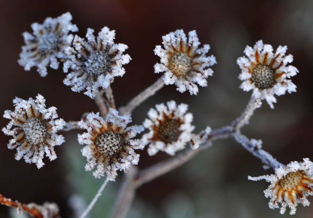 Eisblüten