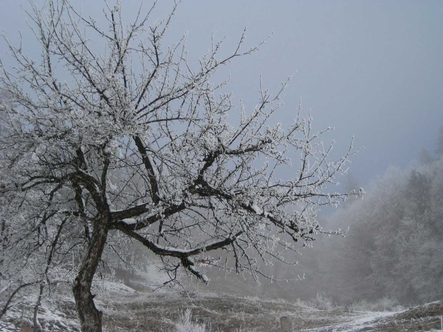 Eisblüten