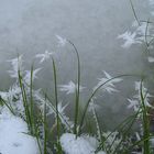 Eisblüten