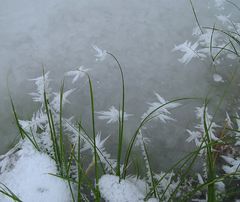 Eisblüten