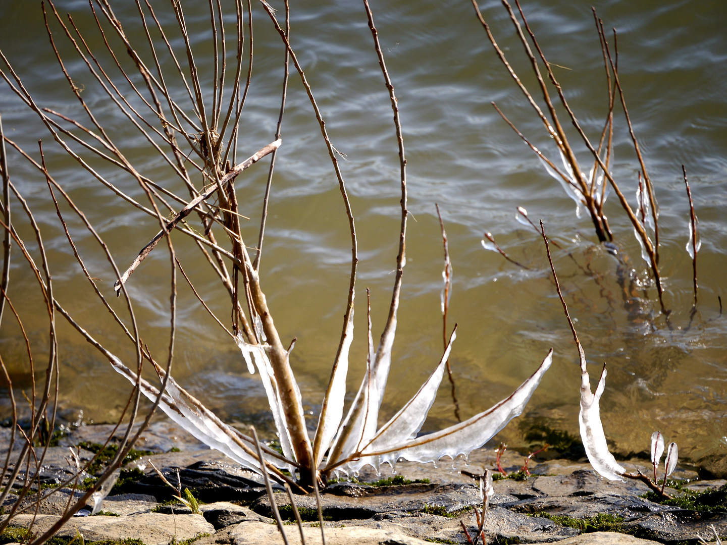 Eisblüten am Rhein 2