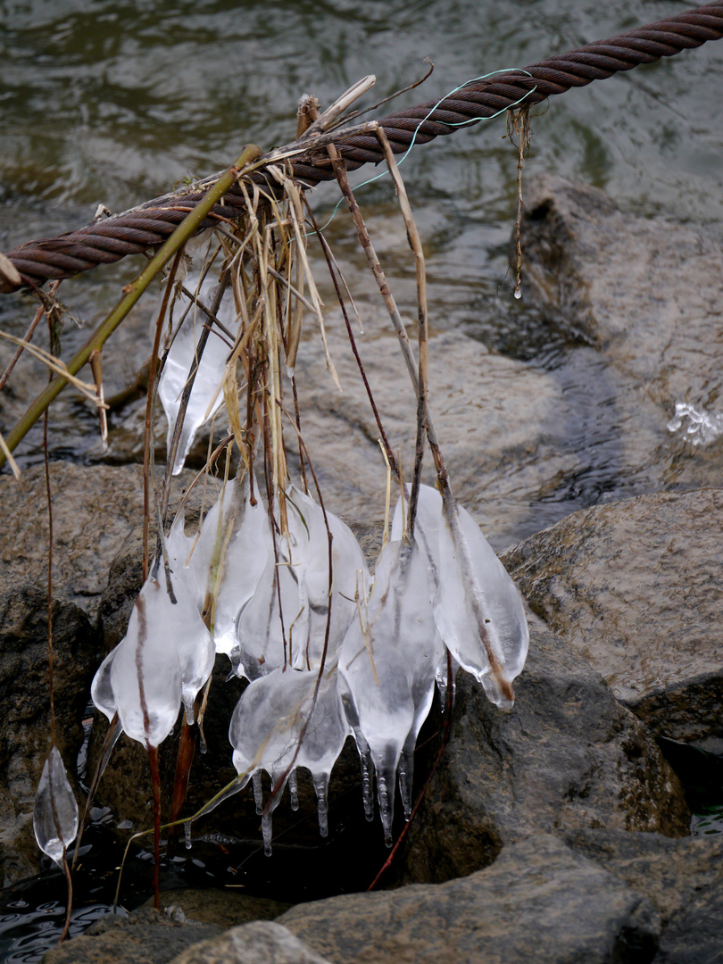 Eisblüten am Rhein 6