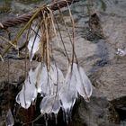 Eisblüten am Rhein 6