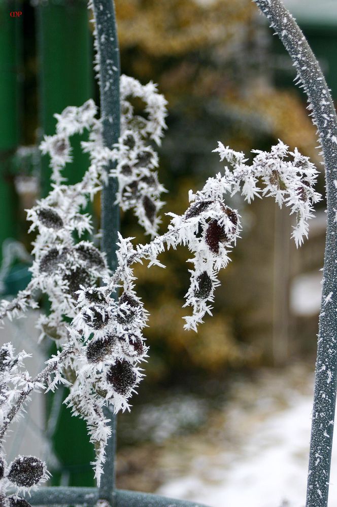 Eisblüten