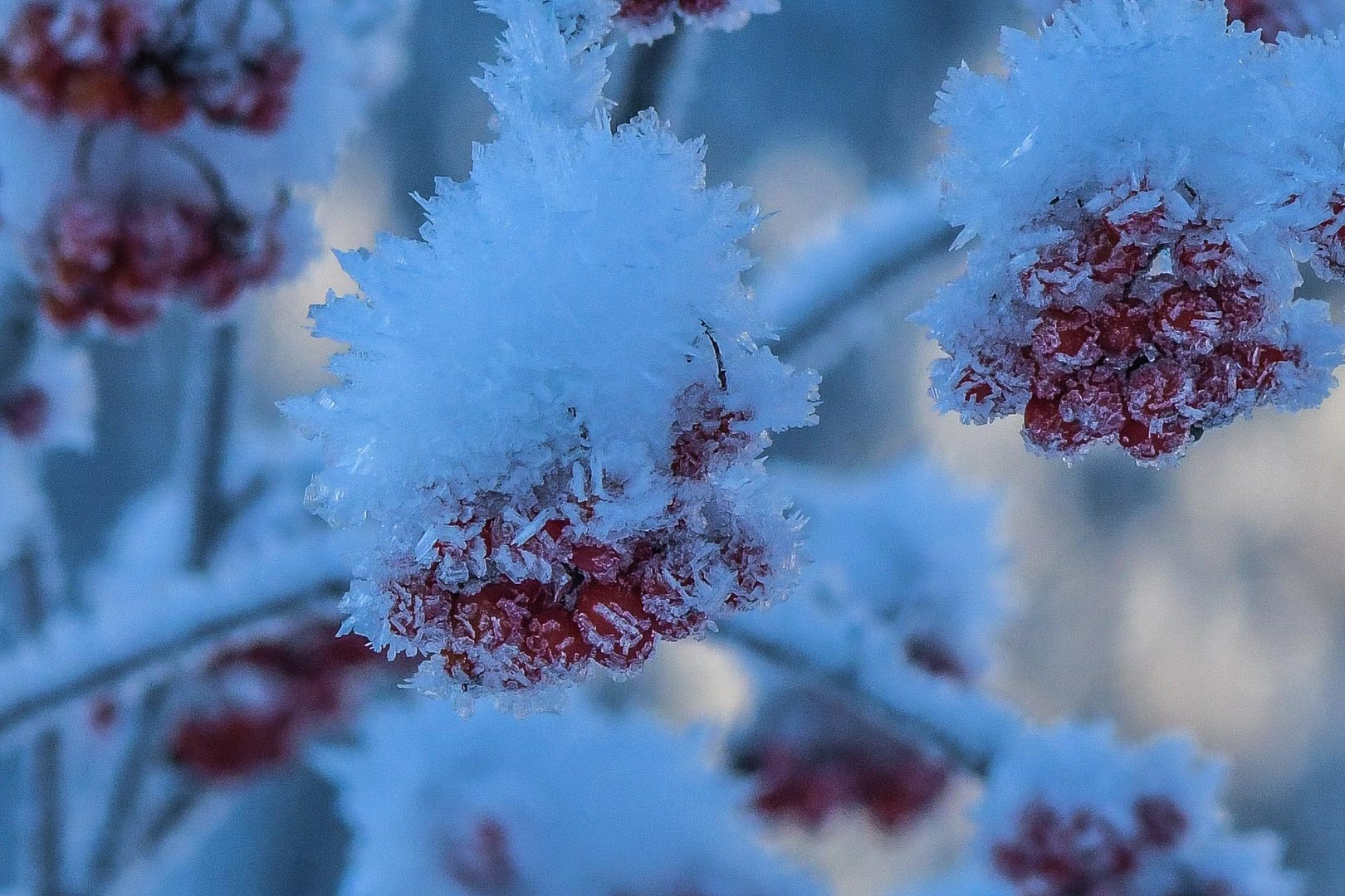 eisblüten 