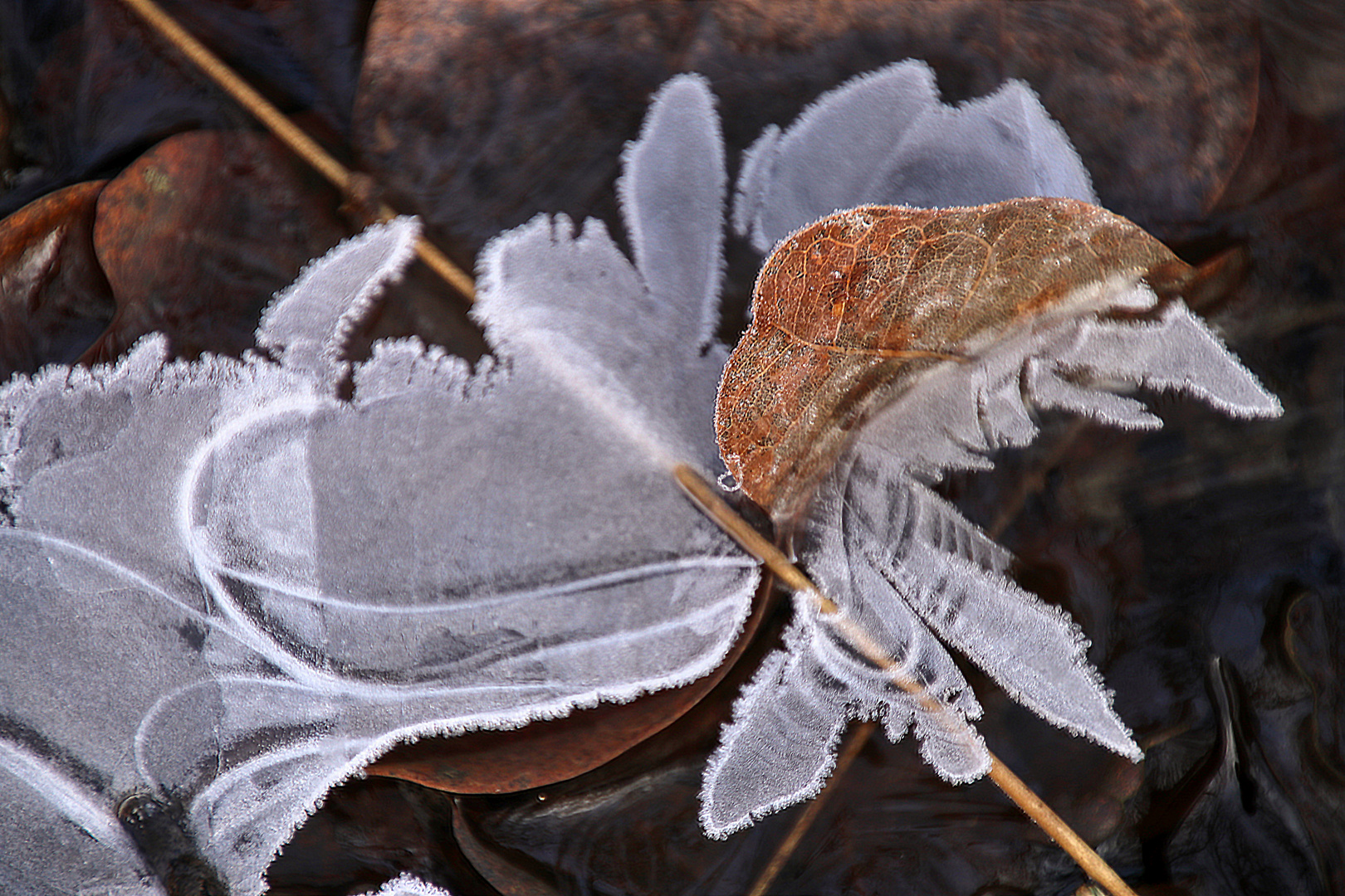 Eisblüten