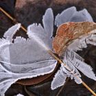 Eisblüten