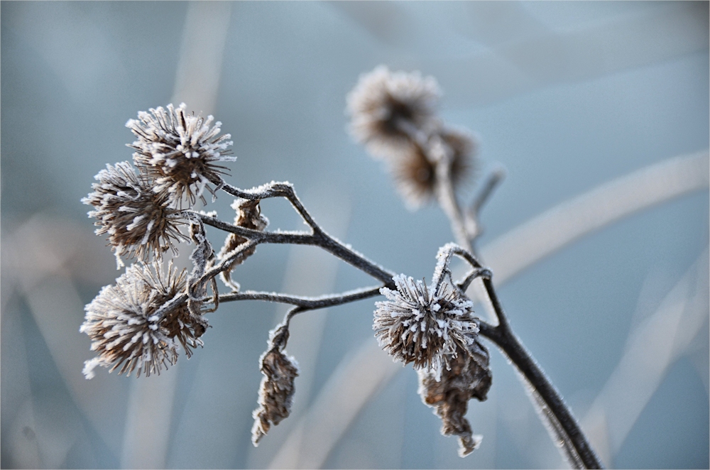 Eisblüten.....