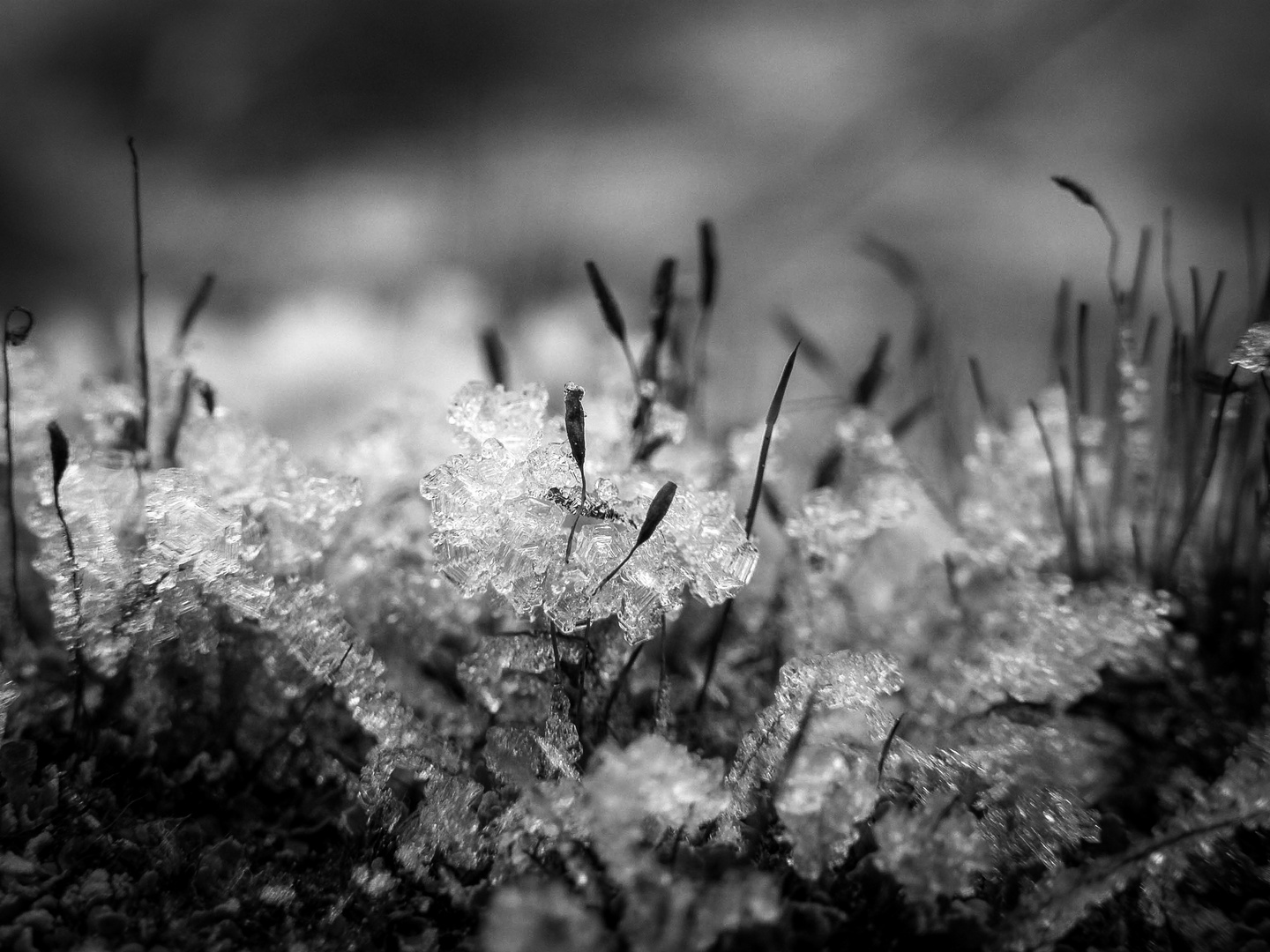 Eisblüten