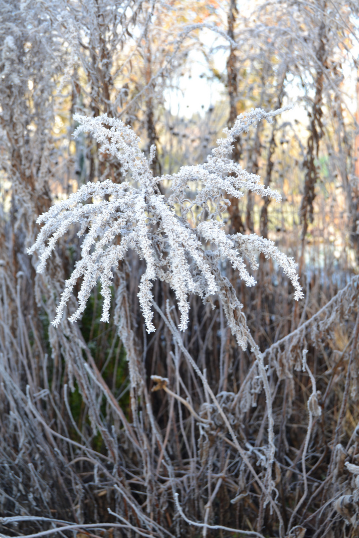 Eisblüten