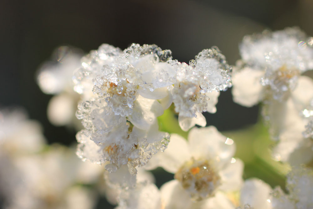 Eisblüten II