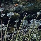 Eisblüten im Bachlauf Itter