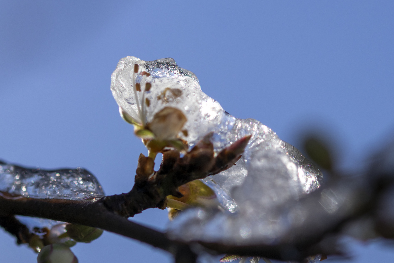 Eisblüten Mirabelle