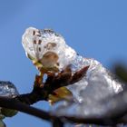 Eisblüten Mirabelle