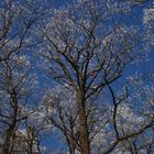 Eisblütenhimmelsblau