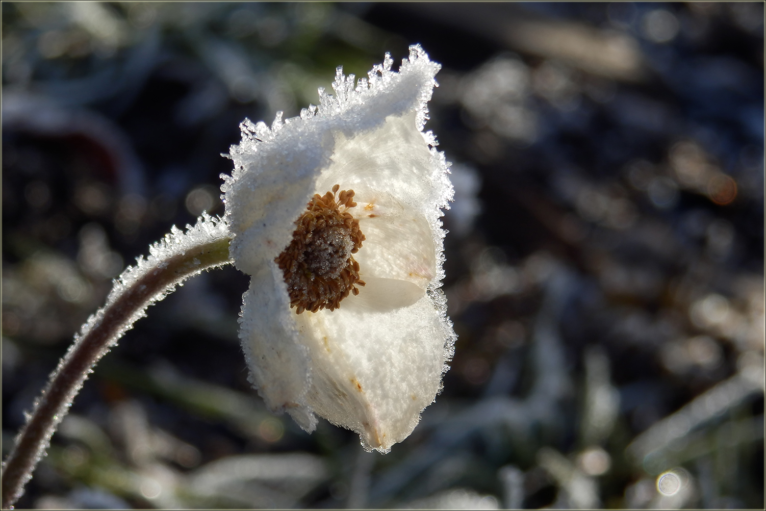 Eisblume