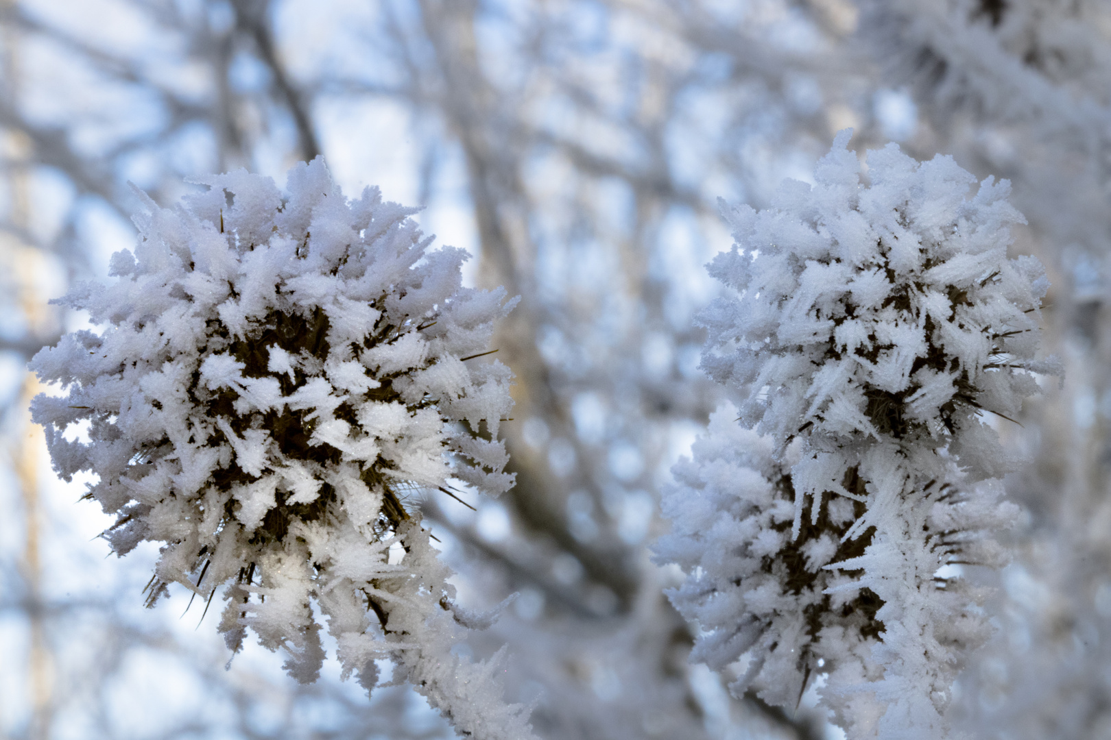 Eisblume